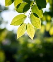  阳光下的绿色树叶特写()7001#竖屏 	 