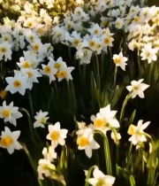  阳光下的水仙花田2238#竖屏 	 
