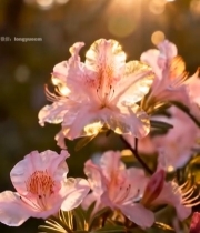  阳光下的粉色杜鹃花特写(1)7368#竖屏 	 