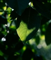  阳光下的绿叶特写(1)2373#竖屏 	 