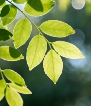  阳光下的绿叶特写(5)6725#竖屏 	 