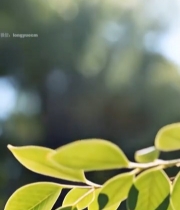  阳光下的绿色树叶特写(5)5747#竖屏 	 