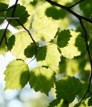  阳光下的绿色树叶特写(1)2181#竖屏 	 