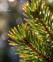  阳光下的松针特写107#竖屏 	 