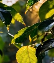  阳光下带水珠的绿色树叶5707#竖屏 	 