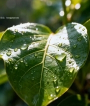  阳光下带水珠的绿叶特写985#竖屏 	 