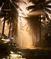  阳光透过棕榈树自然景观3999#竖屏 	 