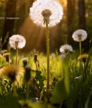  阳光下草地中的蒲公英(1)5231#竖屏 	 