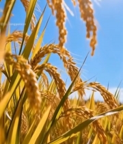  阳光下成熟的稻穗特写3764#竖屏 	 