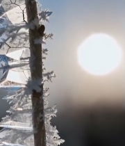  阳光下带霜植物特写6434#竖屏 	 