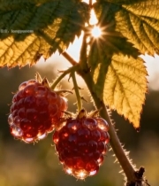  阳光下带露珠的成熟树莓196#竖屏 	 