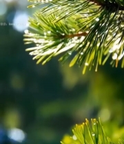  阳光下带露珠的松树枝特写7510#竖屏 	 