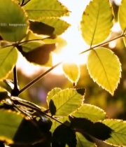  阳光透过树叶特写(2)3633#竖屏 	 