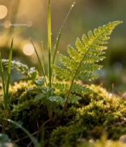  阳光下带露珠的绿植特写3428#竖屏 	 