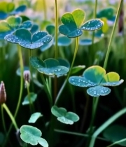  阳光下带露珠的三叶草特写7009#竖屏 	 