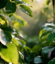  阳光下带露珠的绿色树叶4726#竖屏 	 