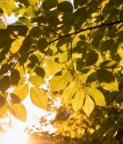  阳光透过树叶特写(3)3851#竖屏 	 