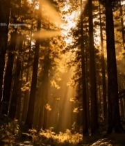  阳光穿透树林的森林景象1042#竖屏 	 