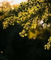  阳光透过树叶特写(1)3214#竖屏 	 