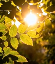  阳光透过树叶光影素材2663#竖屏 	 
