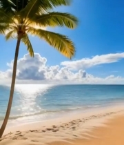  阳光沙滩与棕榈树海景4438#竖屏 	 