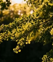  阳光透过树叶特写(1)3214#竖屏 	 