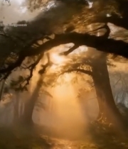  阳光穿透树林的自然景象259#竖屏 	 