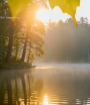  阳光透过枫叶照在湖面6573#竖屏 	 