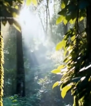  阳光穿透树林树叶景象7452#竖屏 	 