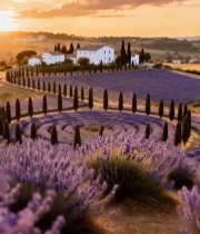  薰衣草田夕阳下的乡村景色5407#竖屏 	 