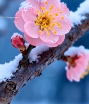  雪中绽放的粉色梅花特写(1)2861#竖屏 	 