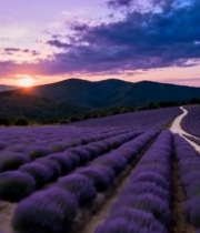  薰衣草田日落自然风光4781#竖屏 	 