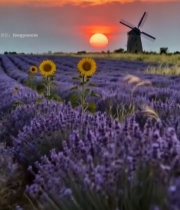  薰衣草田风车与落日景象7775#竖屏 	 