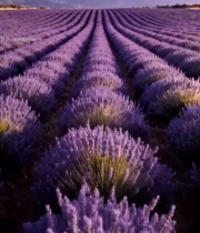  薰衣草庄园全景354#竖屏 	 