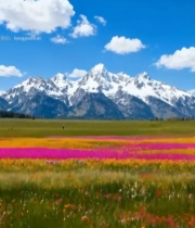  雪山下的多彩花海风景(1)5599#竖屏 	 