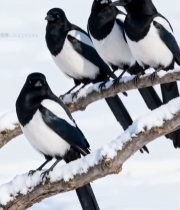 雪地上树枝上的几只喜鹊748#竖屏 	 