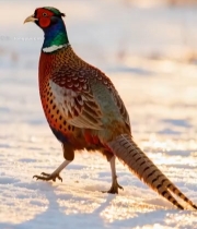  雪地中行走的彩色野鸡6865#竖屏 	 