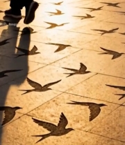  行人行走在带飞鸟图案的地面5544#竖屏 	 