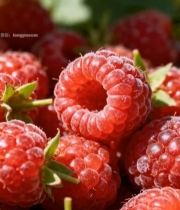  新鲜树莓特写素材878#竖屏 	 