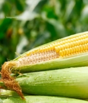  新鲜玉米特写5819#竖屏 	 