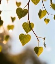  心形树叶特写自然风光素材7339#竖屏 	 