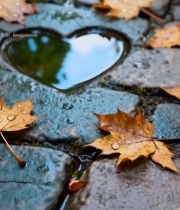  心形水洼与落叶地面景象6275#竖屏 	 