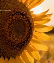  向日葵特写素材2144#竖屏 	 