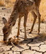  小鹿在干裂土地上觅食615#竖屏 	 