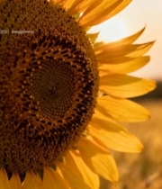  向日葵特写5988#竖屏 	 