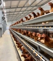  现代化养鸡场母鸡养殖场景2543#竖屏 	 