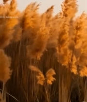  夕阳下摇曳的芦苇6288#竖屏 	 