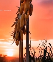  夕阳下悬挂的玉米2789#竖屏 	 