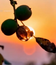  夕阳下枝头的果实与树叶2988#竖屏 	 