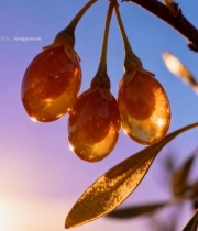  夕阳下枝头枸杞果实特写1457#竖屏 	 